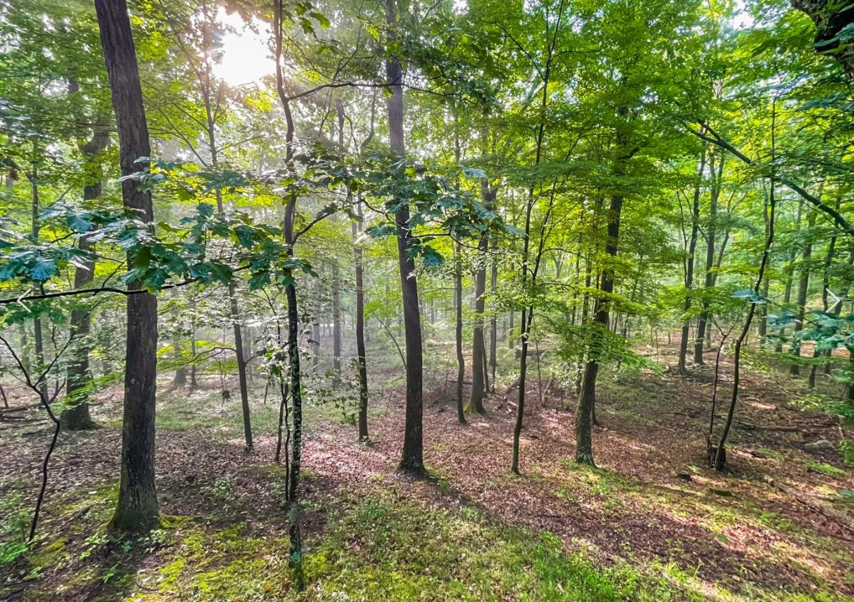 Chalet W Hot Tub, Large Deck, Grill, & Fast Wifi بيركلي سبرينغز المظهر الخارجي الصورة